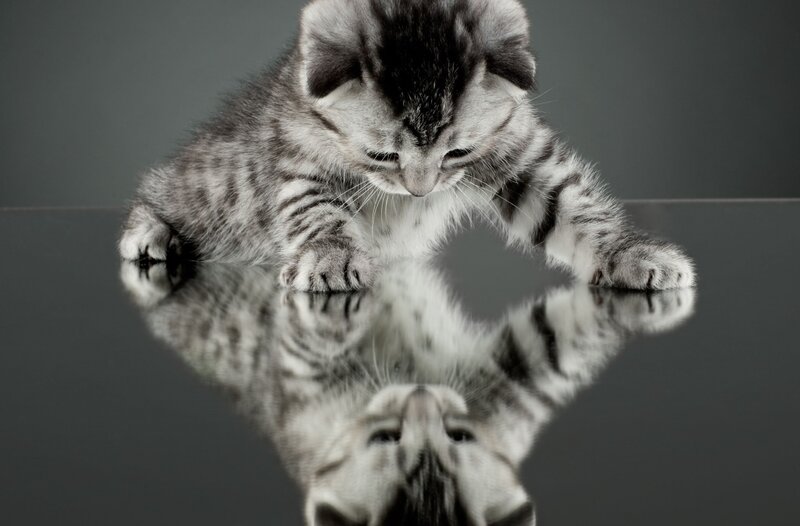 Silver Tabby Kitten — Gray, Calm, Photograph, Reflection, Table