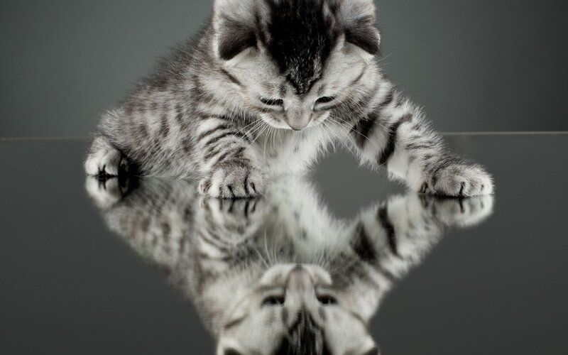Silver Tabby Kitten — Gray, Calm, Photograph, Reflection