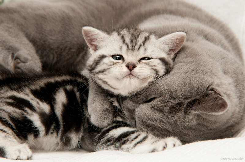 Silver Tabby Kitten — Gray, Calm, Photograph