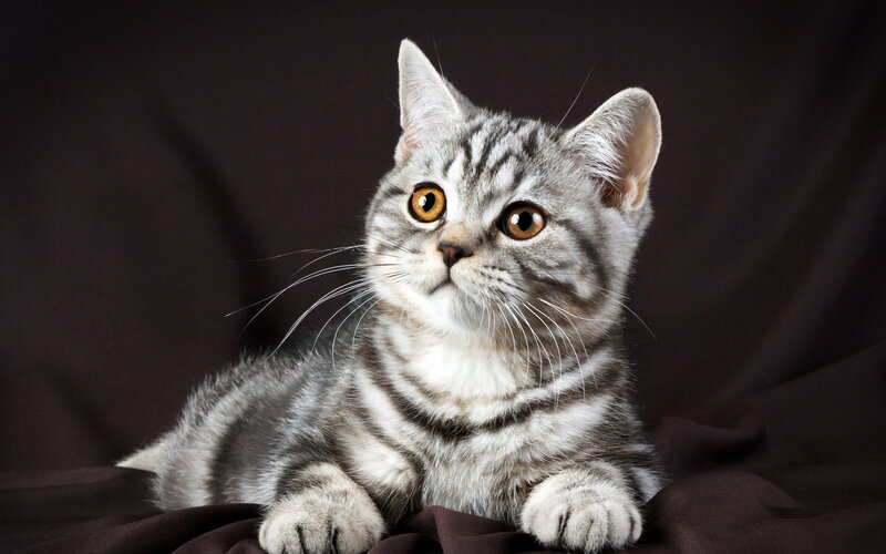 Silver Tabby Kitten — Gray, Calm, Photograph, Whiskers, Eyes, Dark Background
