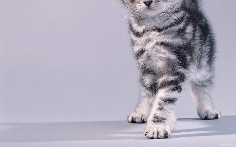 Silver Tabby Kitten — Gray, Calm, Photograph, Whiskers, Paws, Striped Fur