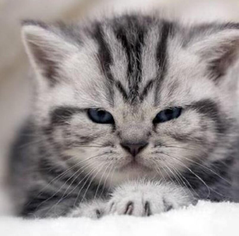 Silver Tabby Kitten — Gray, Calm, Photograph, Whiskers, Paws
