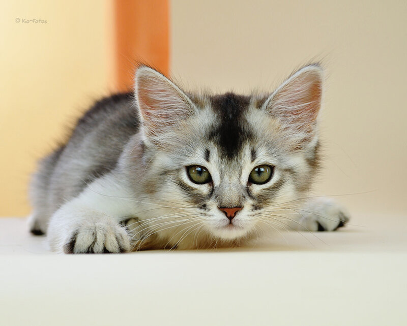 Silver Tabby Kitten — Gray, Calm, Photograph, Whiskers