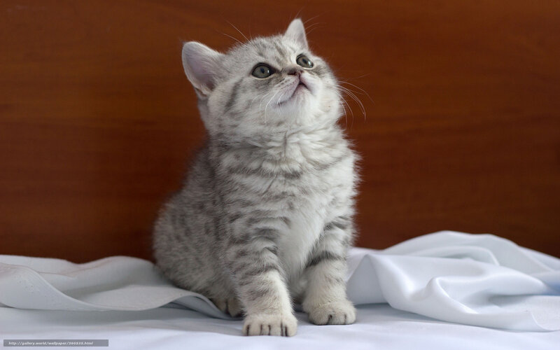 Silver Tabby Kitten — Gray, Calm, Photograph, White Cloth