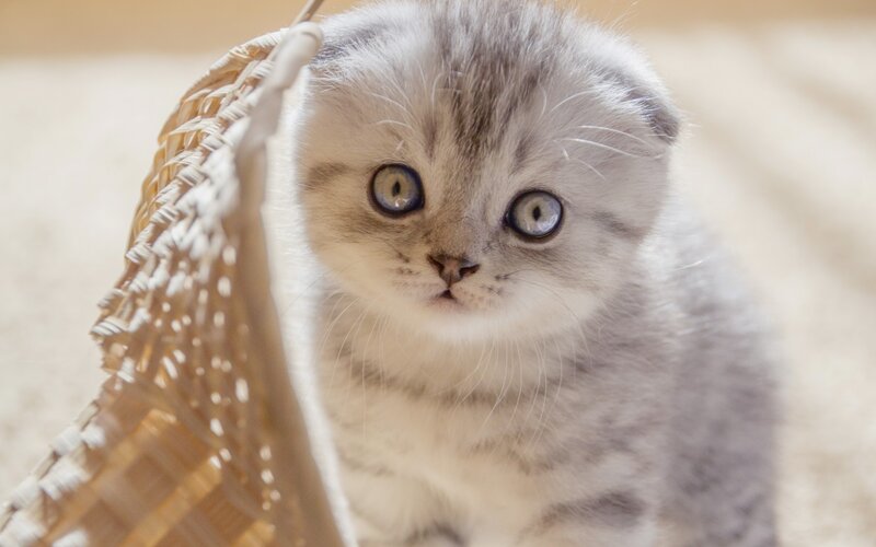 Silver Tabby Kitten — Gray, Calm, Photograph, Wicker Basket