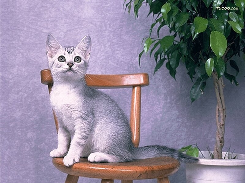 Silver Tabby Kitten — Gray, Calm, Photograph, Wooden Chair