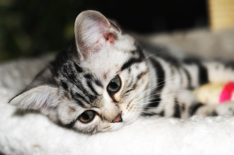 Silver Tabby Kitten — Gray, Calm
