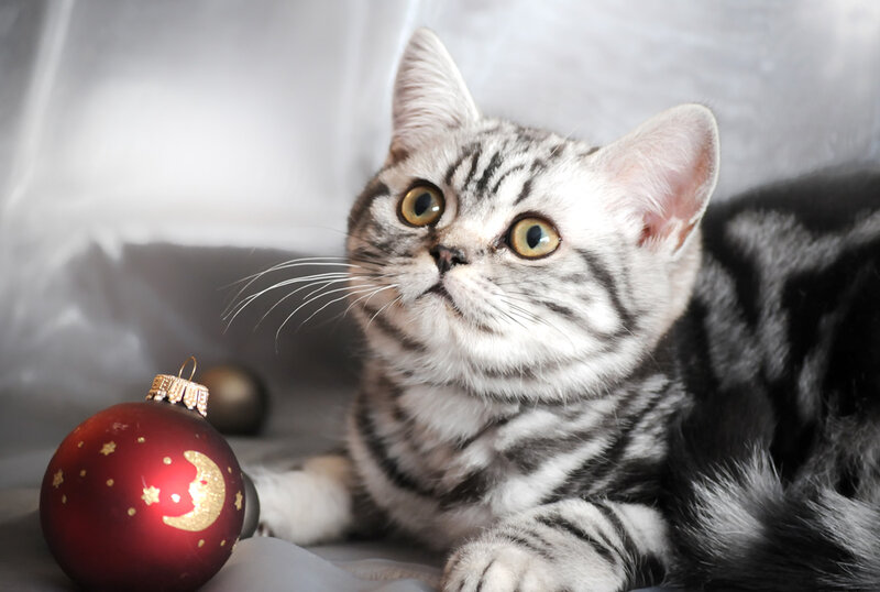 Silver Tabby Kitten — Gray, Calm, Winter