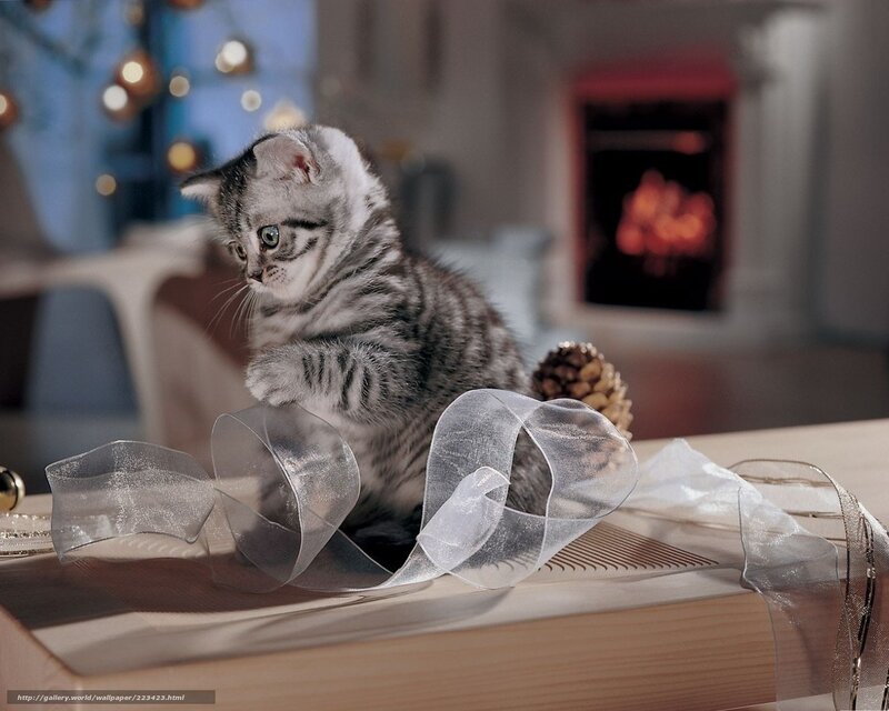 Silver Tabby Kitten — Gray, Cozy, Night, Photograph, Ribbon