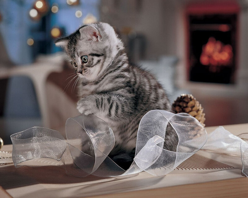 Silver Tabby Kitten — Gray, Cozy, Night