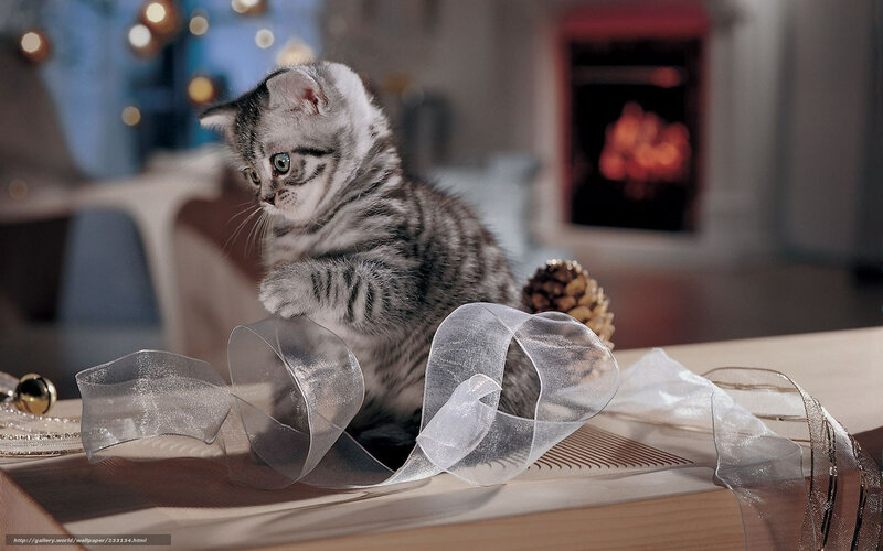 Silver Tabby Kitten — Gray, Cozy, Winter, Photograph, Ribbon