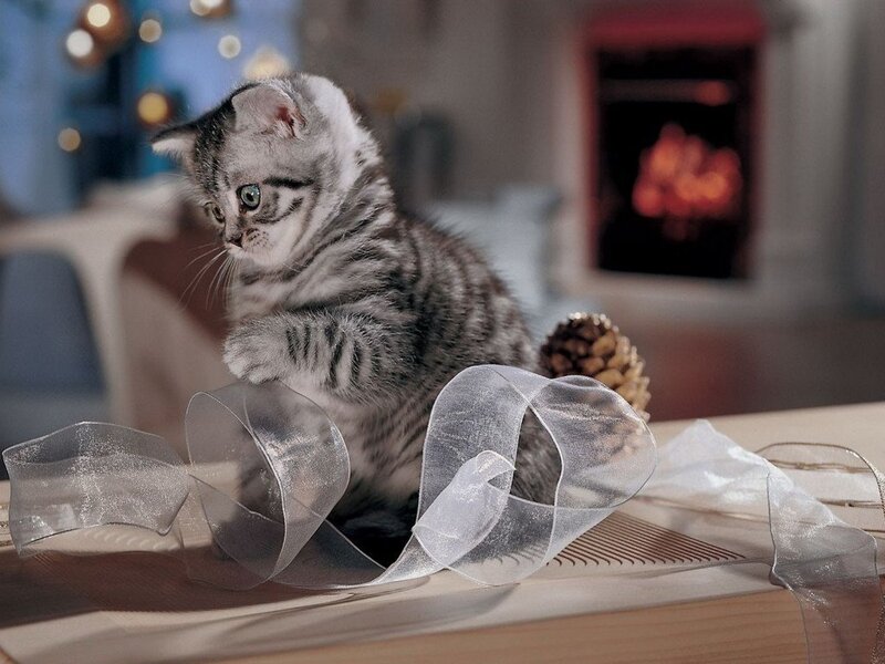 Silver Tabby Kitten — Gray, Cozy, Winter, Photograph