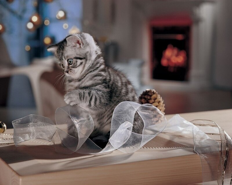 Silver Tabby Kitten — Gray, Cozy, Winter