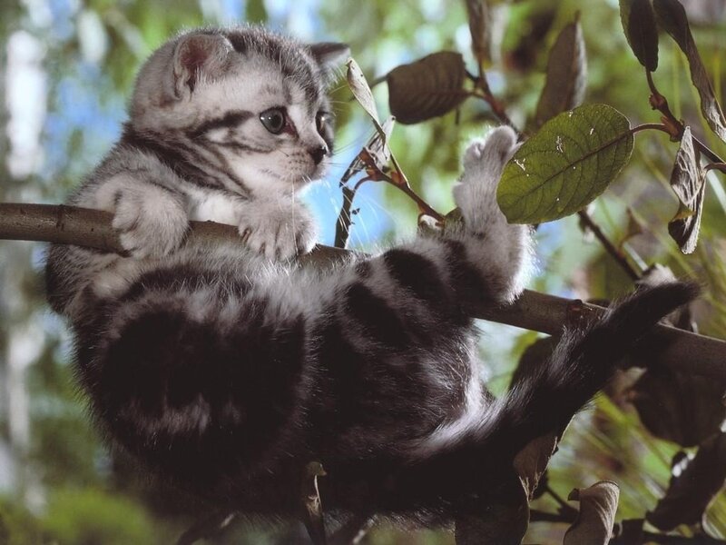 Silver Tabby Kitten — Gray, Curious, Afternoon