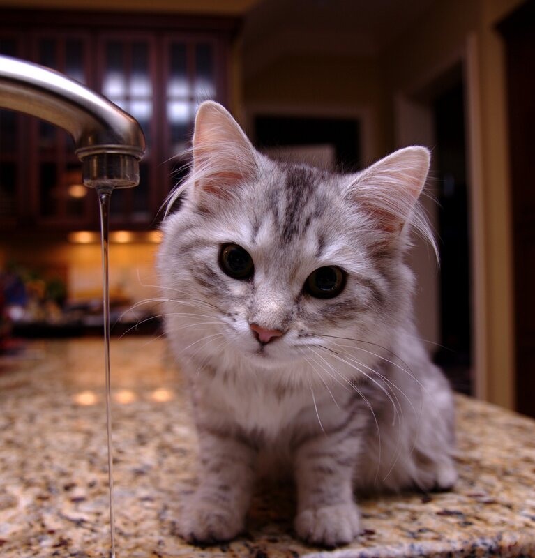 Silver Tabby Kitten — Gray, Curious, Night
