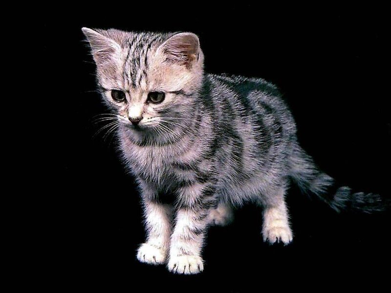 Silver Tabby Kitten — Gray, Curious, Photograph, Black Background