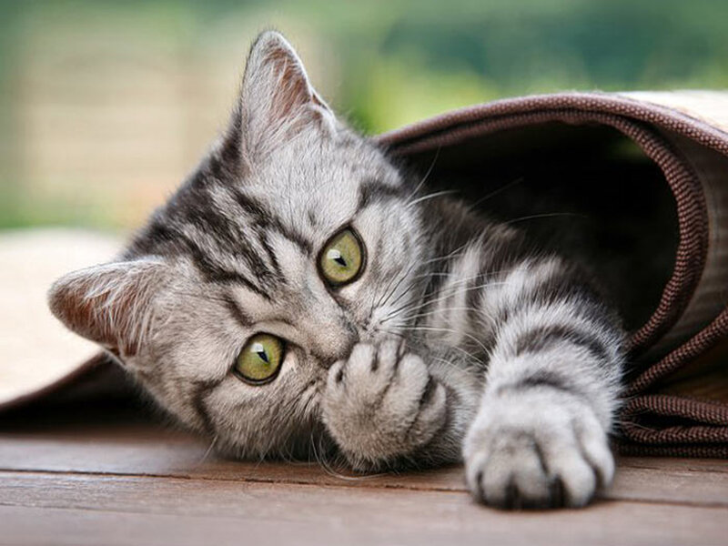 Silver Tabby Kitten — Gray, Curious, Photograph, Blanket