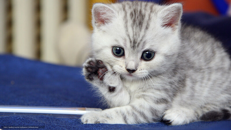 Silver Tabby Kitten — Gray, Curious, Photograph, Blue Fabric, Paw