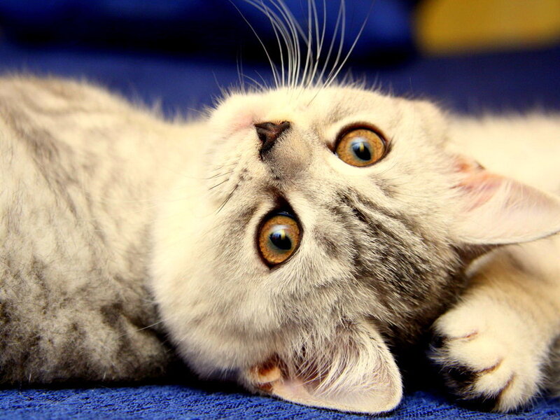 Silver Tabby Kitten — Gray, Curious, Photograph, Blue Fabric