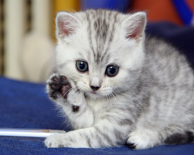 Silver Tabby Kitten — Gray, Curious, Photograph, Blue Surface