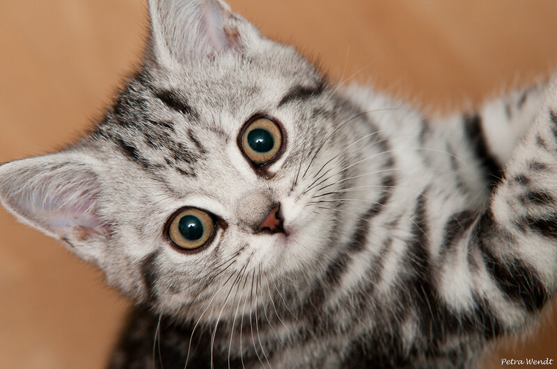 Silver Tabby Kitten — Gray, Curious, Photograph, Cat, Eyes