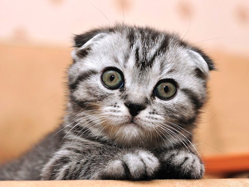 Silver Tabby Kitten — Gray, Curious, Photograph, Cat, Paws