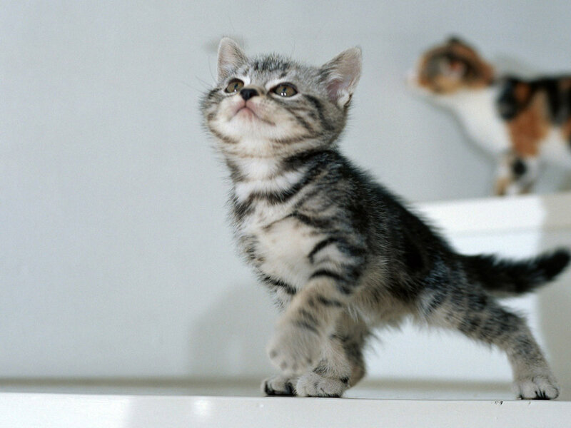 Silver Tabby Kitten — Gray, Curious, Photograph, Cat, Wall