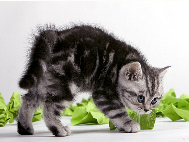Silver Tabby Kitten — Gray, Curious, Photograph, Green Paper