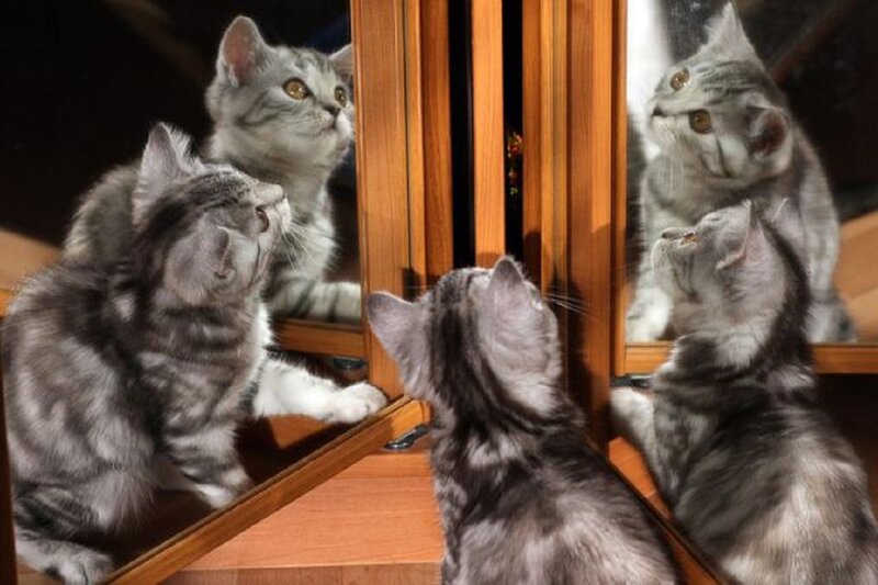 Silver Tabby Kitten — Gray, Curious, Photograph, Mirror