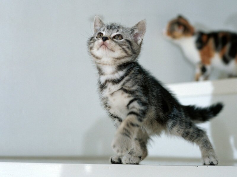 Silver Tabby Kitten — Gray, Curious, Photograph, Other Cat