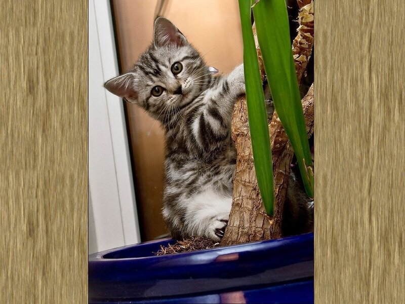 Silver Tabby Kitten — Gray, Curious, Photograph, Plant