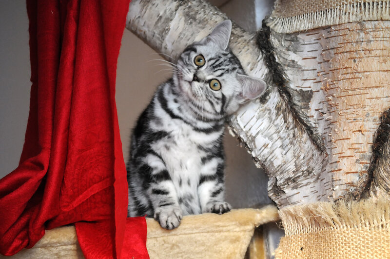 Silver Tabby Kitten — Gray, Curious, Photograph, Red Curtain