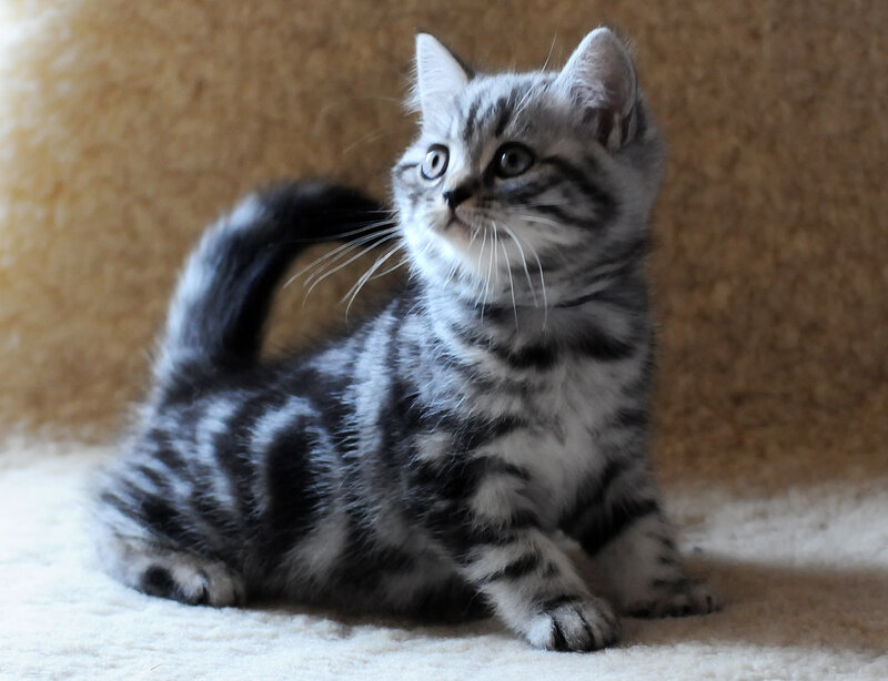 Silver Tabby Kitten — Gray, Curious, Photograph
