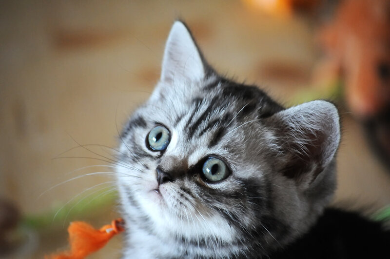 Silver Tabby Kitten — Gray, Curious, Photograph, Toy