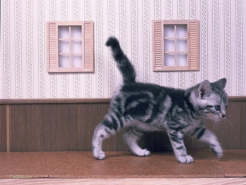 Silver Tabby Kitten — Gray, Curious, Photograph, Wallpaper