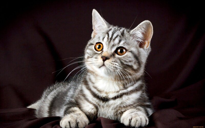 Silver Tabby Kitten — Gray, Curious, Photograph, Whiskers, Dark Background