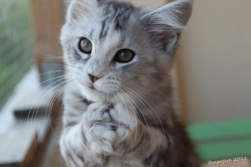 Silver Tabby Kitten — Gray, Curious, Photograph, Whiskers