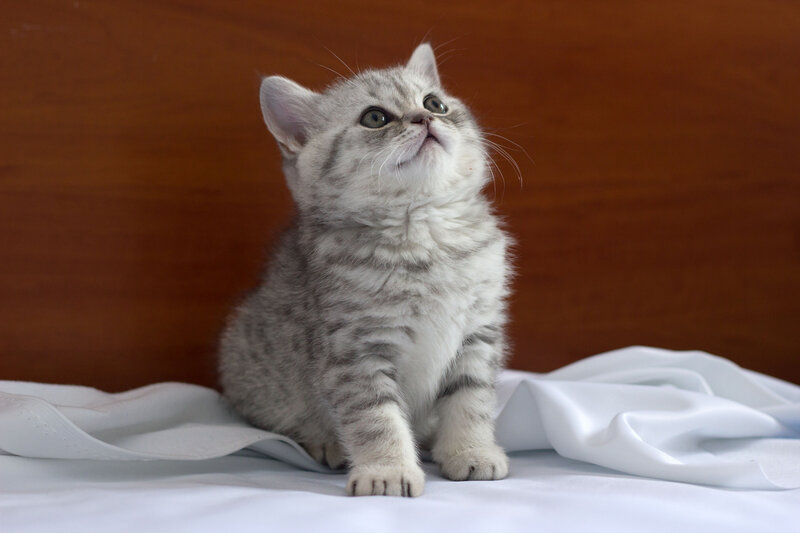 Silver Tabby Kitten — Gray, Curious, Photograph, White Cloth