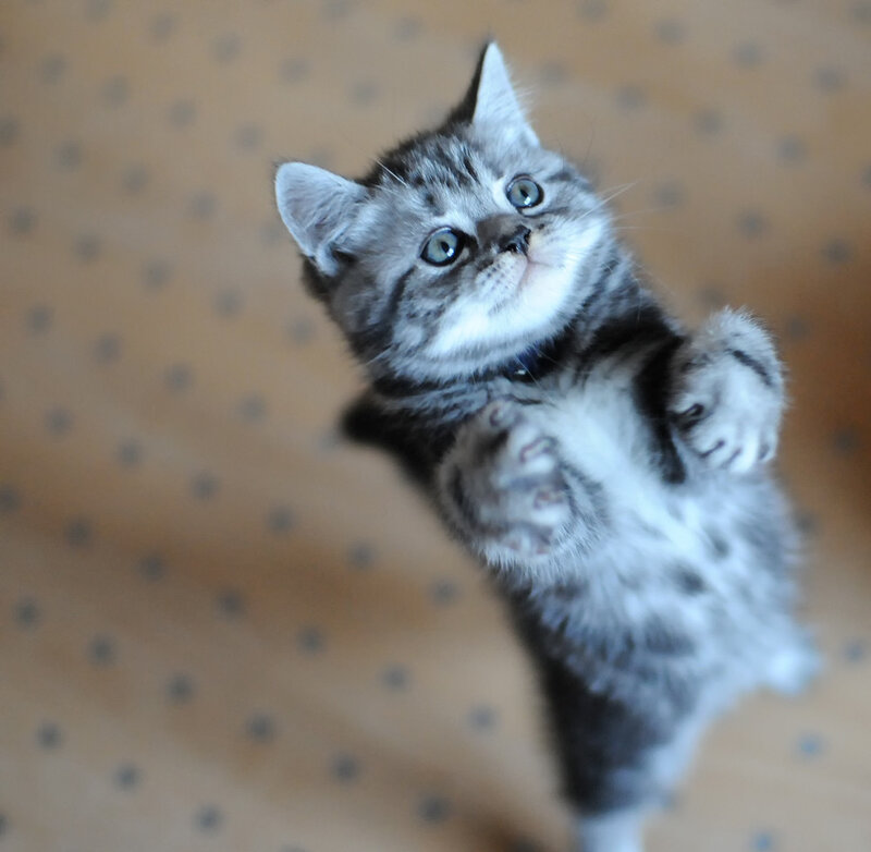 Silver Tabby Kitten — Gray, Curious