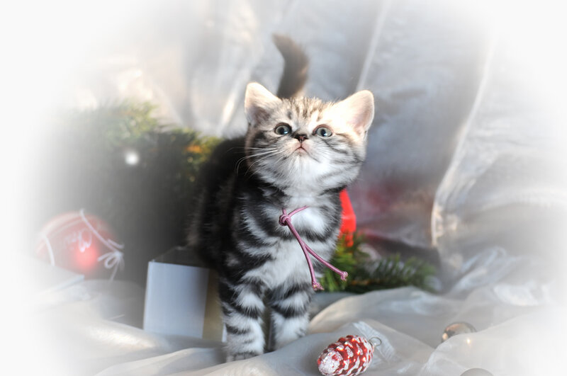 Silver Tabby Kitten — Gray, Festive