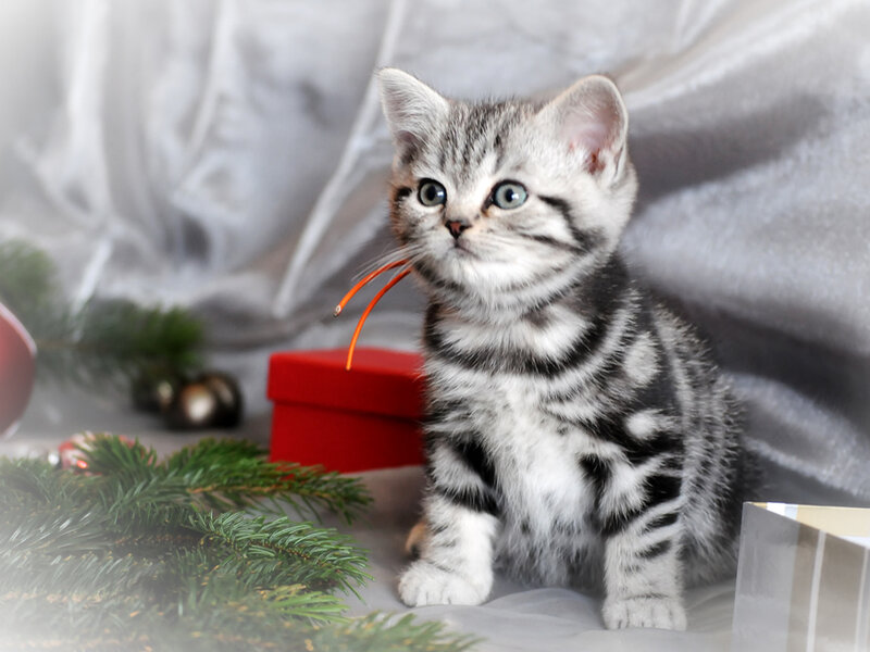 Silver Tabby Kitten — Gray, Festive, Winter, Photograph, Pine Branches