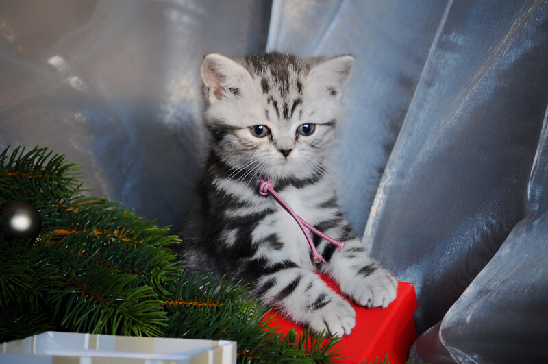 Silver Tabby Kitten — Gray, Festive, Winter, Photograph
