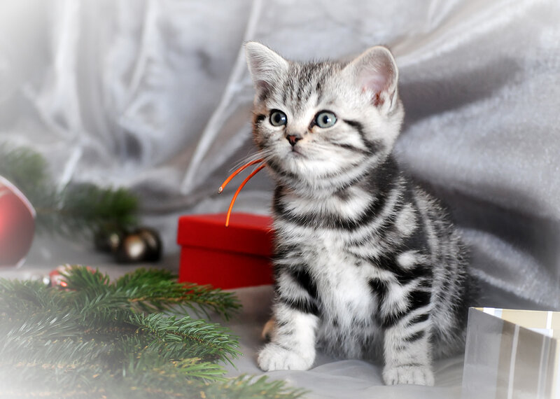 Silver Tabby Kitten — Gray, Festive, Winter