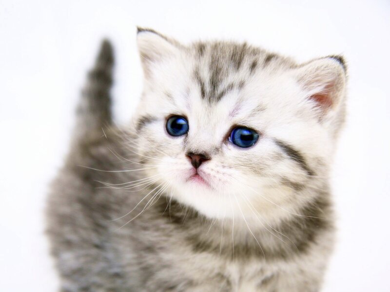 Silver Tabby Kitten — Gray, Innocent, Photograph, Blue Eyes