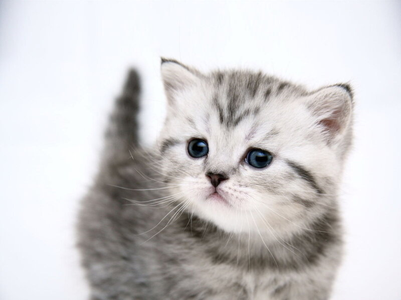 Silver Tabby Kitten — Gray, Innocent, Photograph, Cat