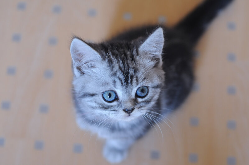 Silver Tabby Kitten — Gray, Innocent, Photograph, Floor