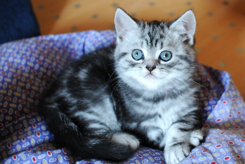 Silver Tabby Kitten — Gray, Innocent, Photograph