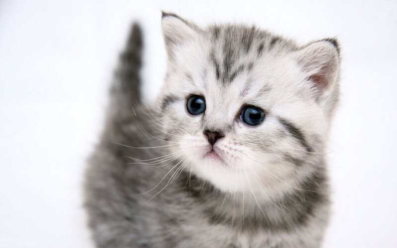 Silver Tabby Kitten — Gray, Innocent, Photograph, White Background, Blue Eyes