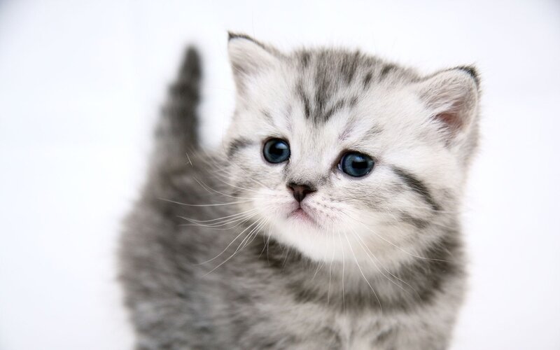 Silver Tabby Kitten — Gray, Innocent, Photograph, White Background