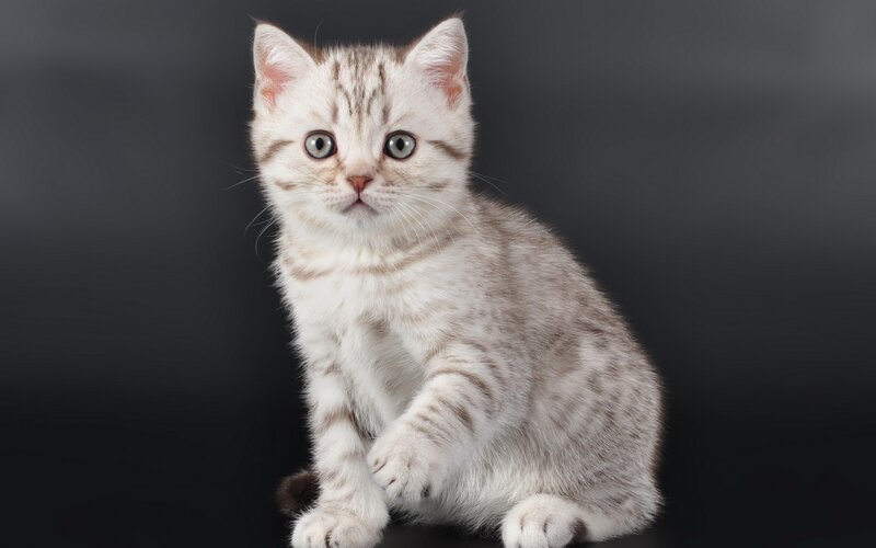 Silver Tabby Kitten — Gray, Neutral, Photograph, Black Background